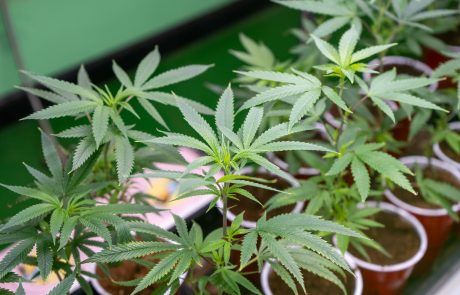 High Ways Dispensary Cannabis Vapes Clones Cannabis Clones Weed Clones Marijuana Plant Clones Seeds MJ Seeds