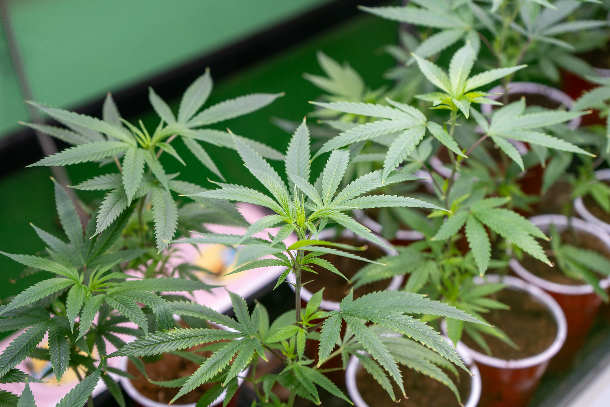 DSC00561 High Ways Dispensary Cannabis Vapes Clones Cannabis Clones Weed Clones Marijuana Plant Clones Seeds MJ Seeds